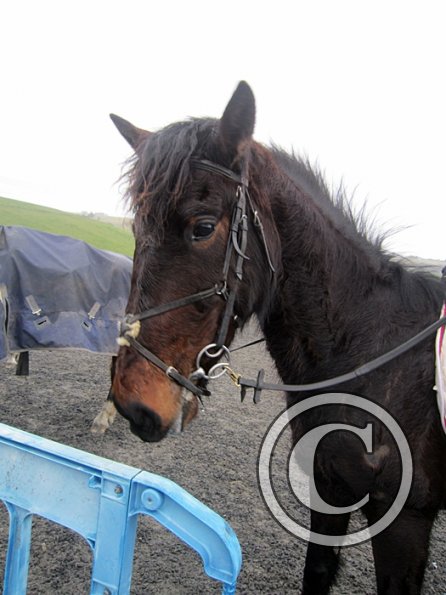 Rhi Brendon Stud jumping (14)