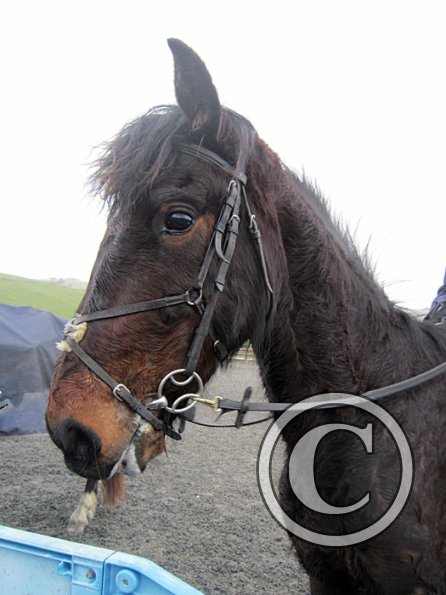 Rhi Brendon Stud jumping (2)