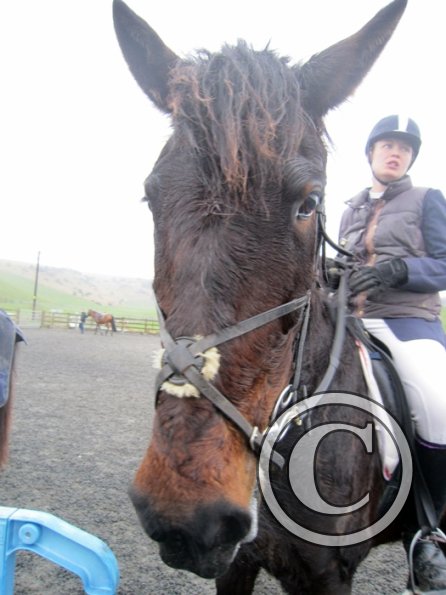 Rhi Brendon Stud jumping (5)