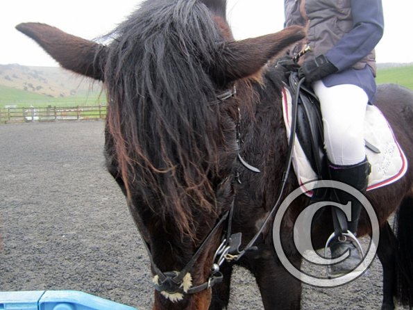 Rhi Brendon Stud jumping (7)