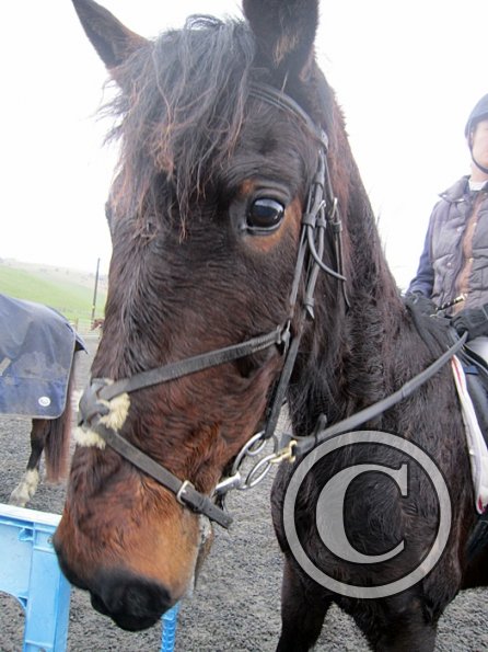 Rhi Brendon Stud jumping (8)