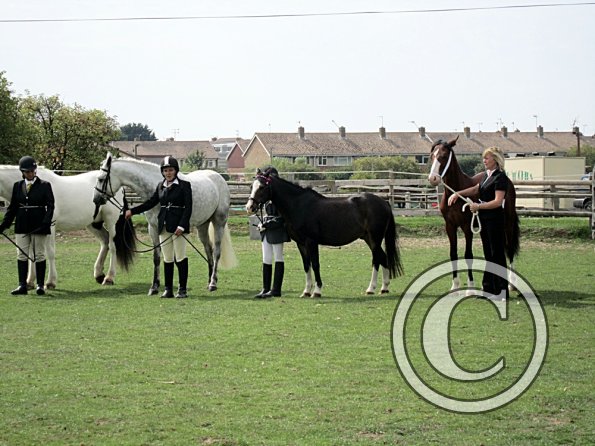 Fee prettiest mare (3)