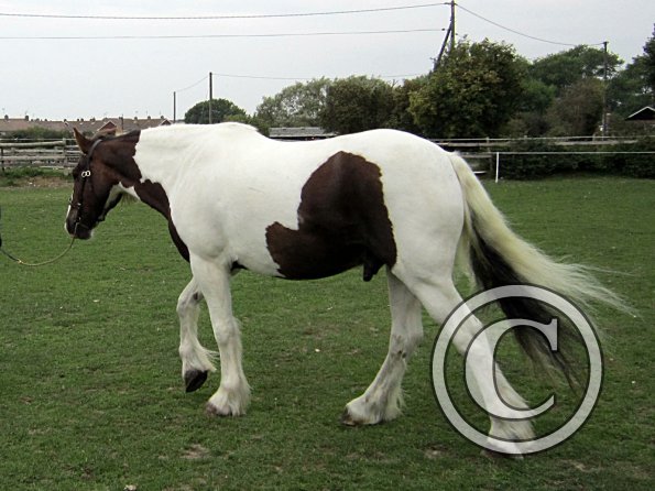 Lance coloured in hand (6)