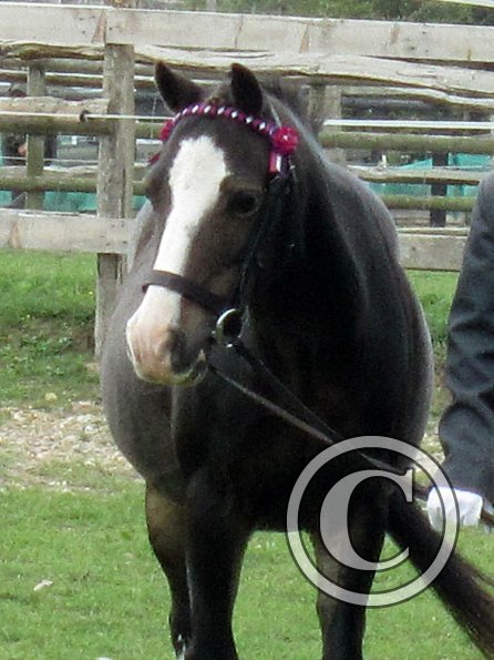 Monty veteran in hand (6)