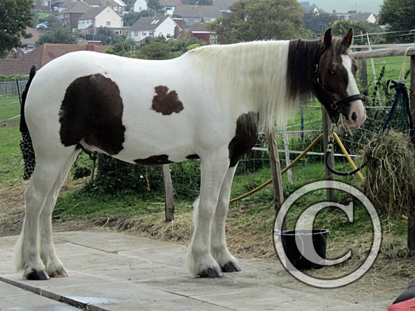 Preparations on the yard (5)
