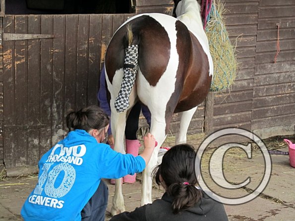 Preparations on the yard (6)