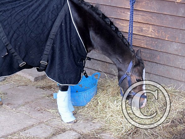 Preparations on the yard (8)