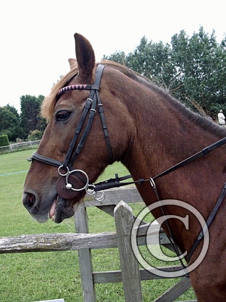 Quiz ridden veteran (6)