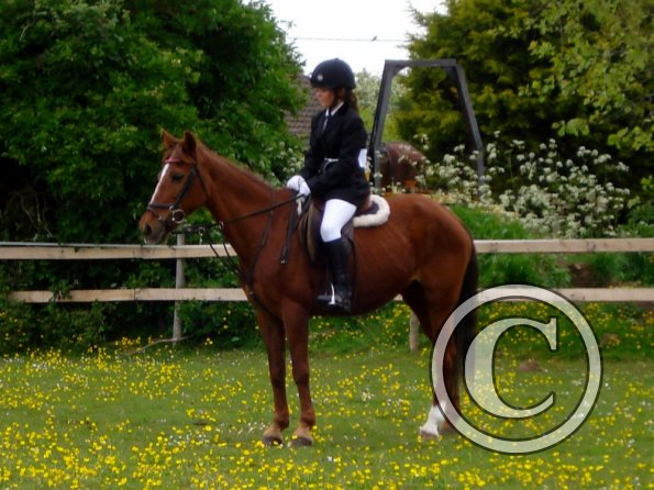 Quiz ridden veterans (4)