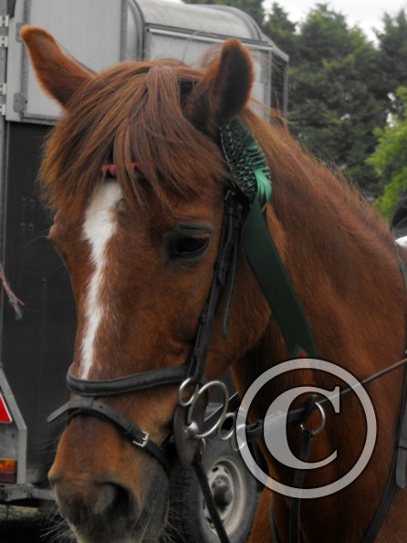 Quiz ridden veterans (8)