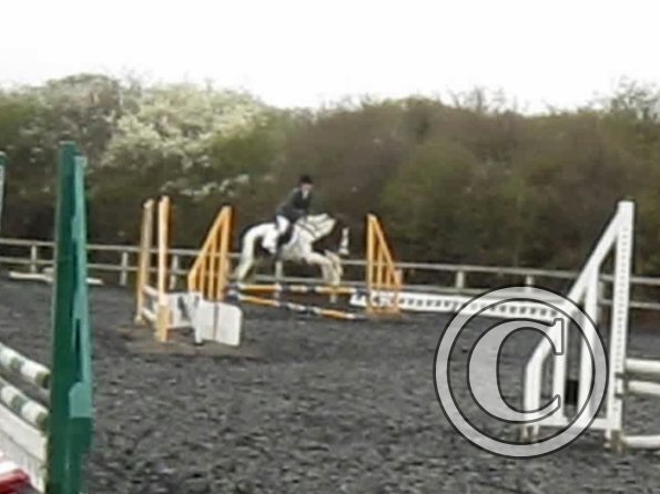 Lance coloured fences (2)