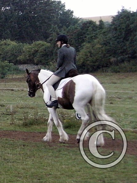 Handsomest gelding (12)