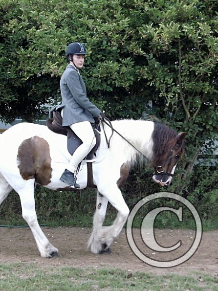 Handsomest gelding (2)