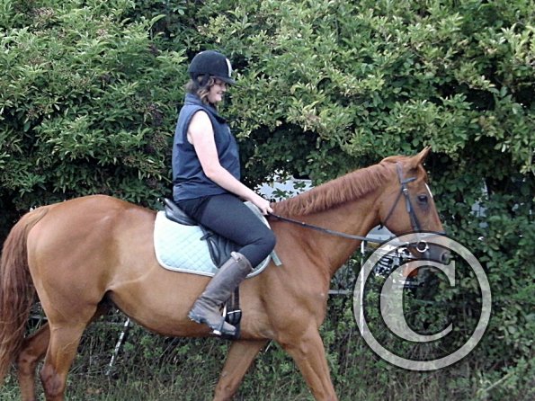 Handsomest gelding (3)