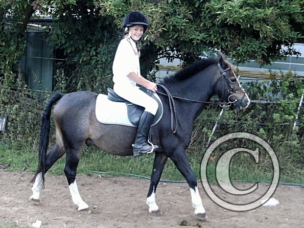 Handsomest gelding (4)