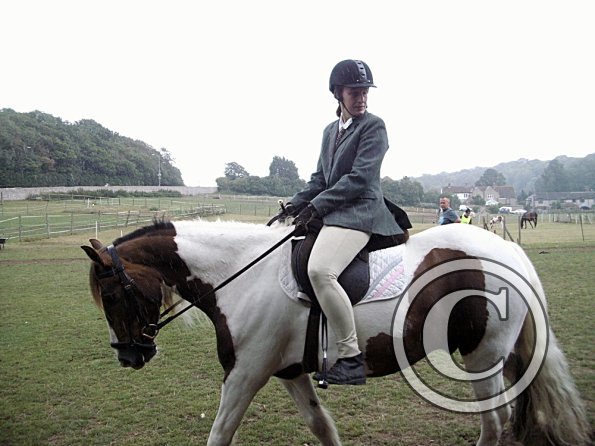 Handsomest gelding (6)