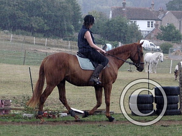 Handsomest gelding (7)