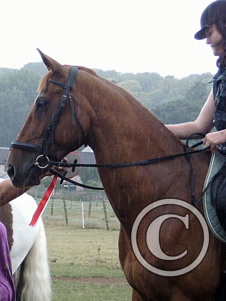 Handsomest gelding (8)