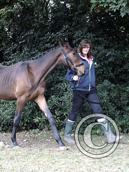 Youngstock in hand (11)