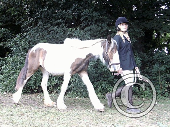 Youngstock in hand (12)