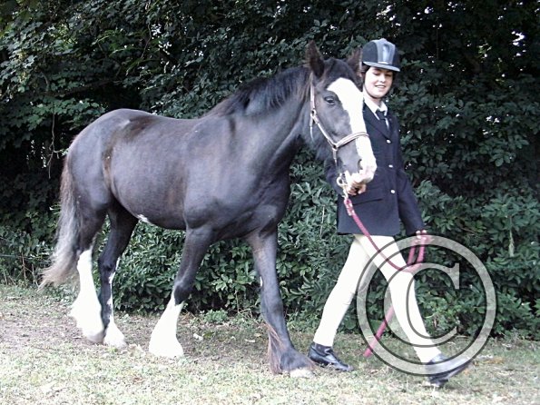 Youngstock in hand (13)