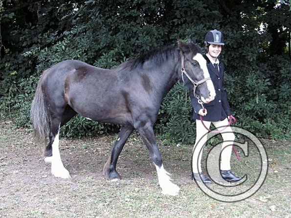 Youngstock in hand (2)