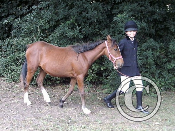 Youngstock in hand (3)