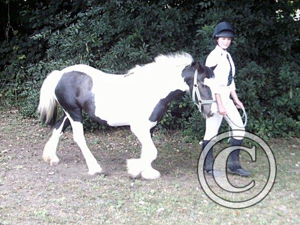 Youngstock in hand (4)