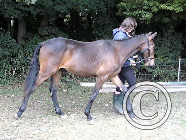 Youngstock in hand (5)