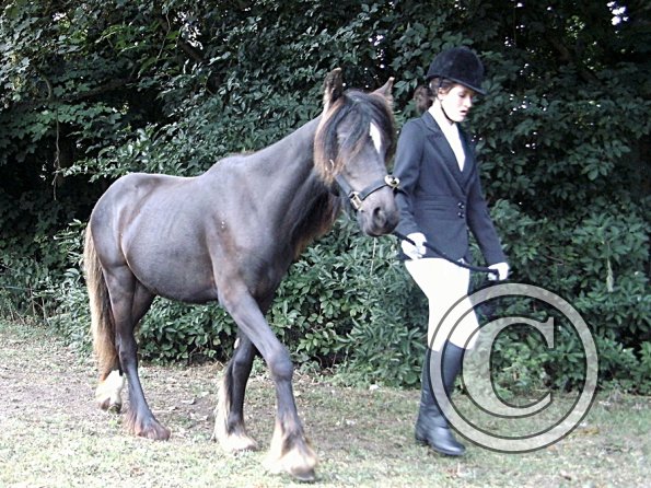 Youngstock in hand (7)