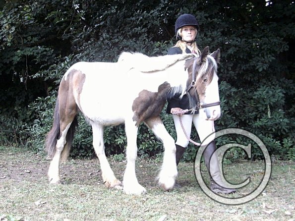 Youngstock in hand (8)