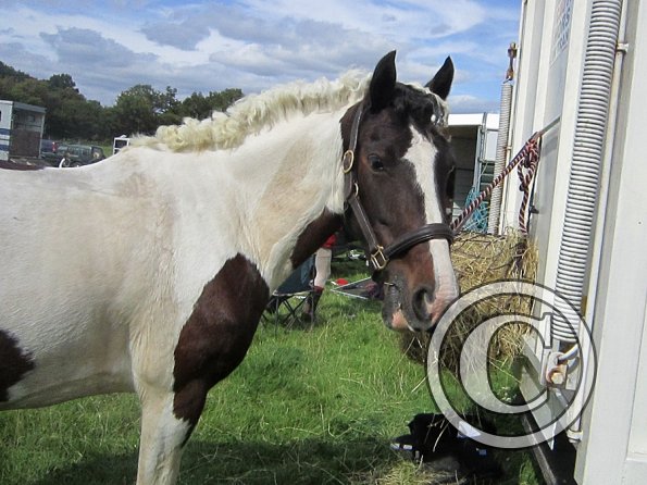 Fee at the lorry (5)