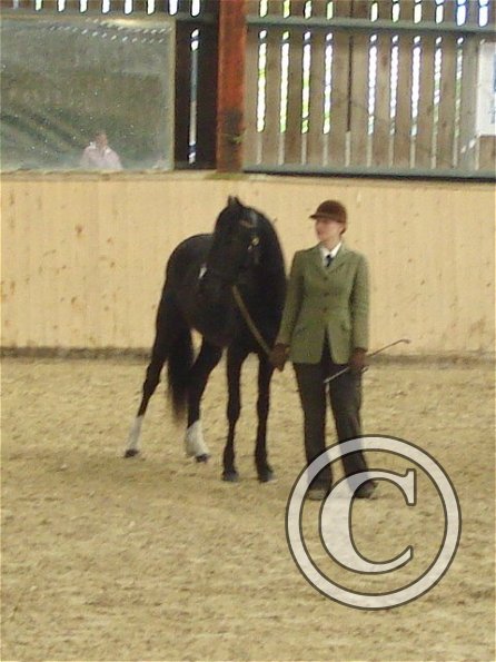 Beauty youngstock class