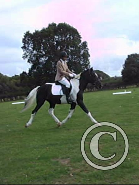 JD dressage (2)