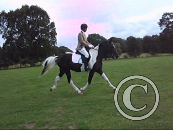 JD dressage (3)