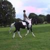 JD dressage