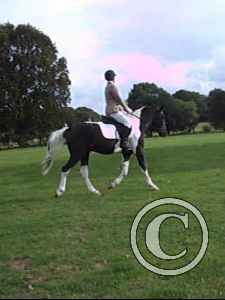 JD dressage